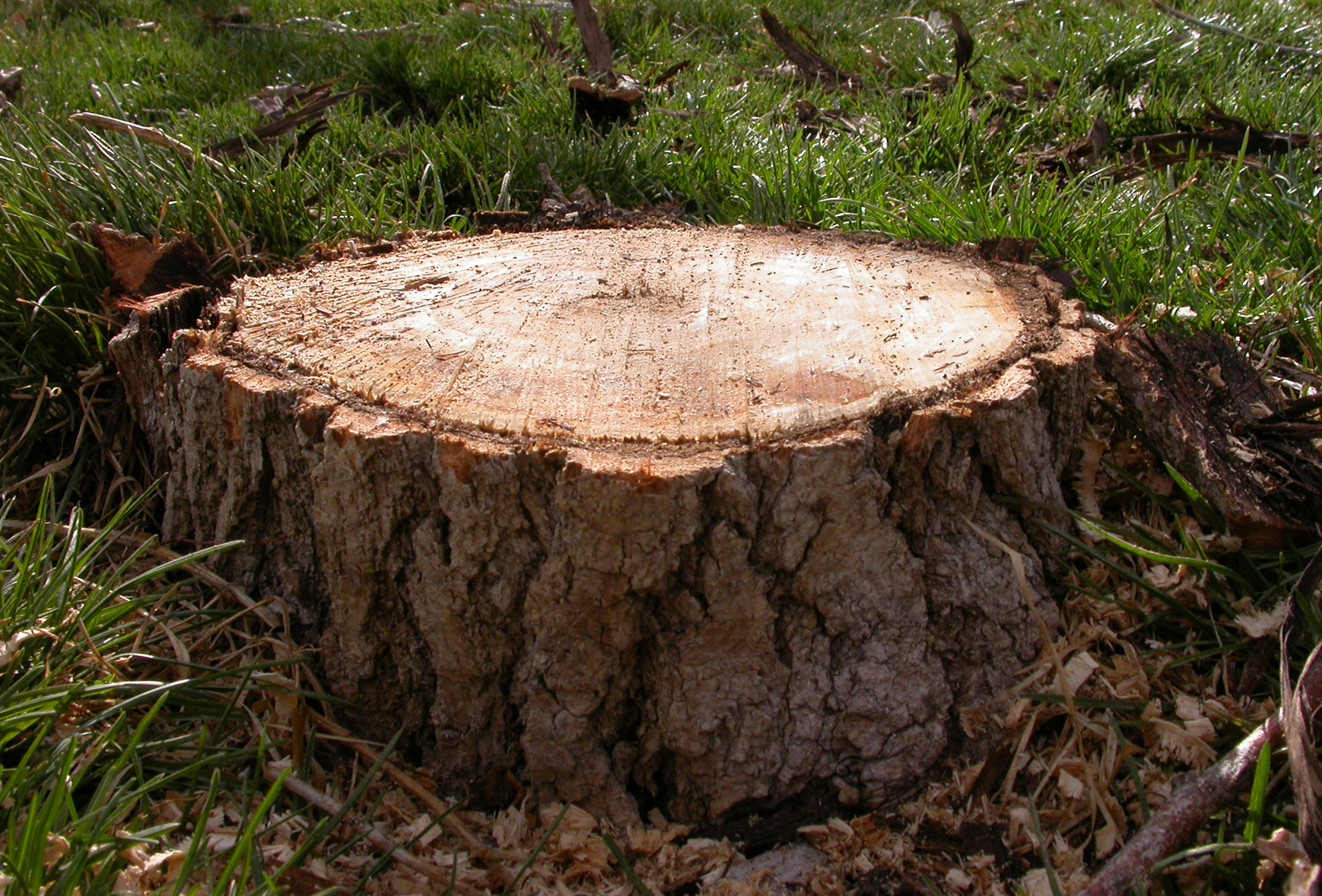 Tree Stump