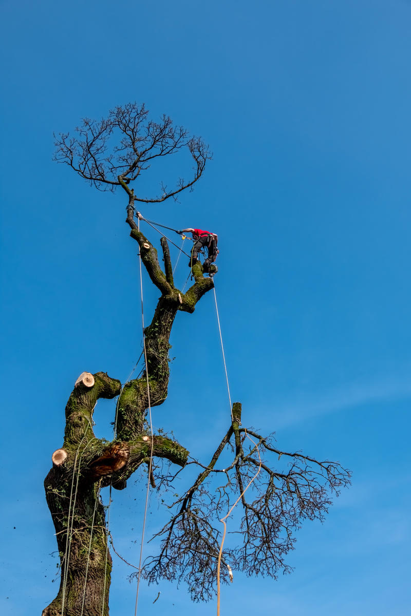 Arborist - Lumberjack Tree Surgeon