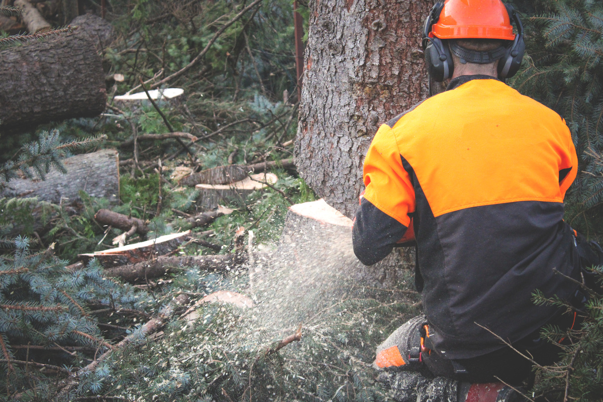 Arborist  cutting the tree.