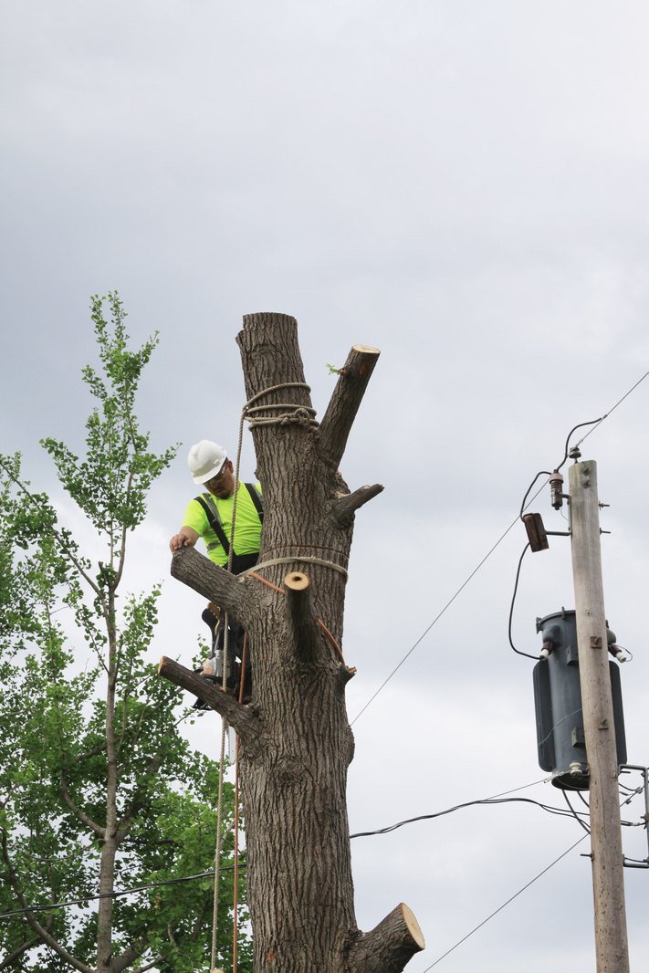 Arborist/Tree Service Worker
