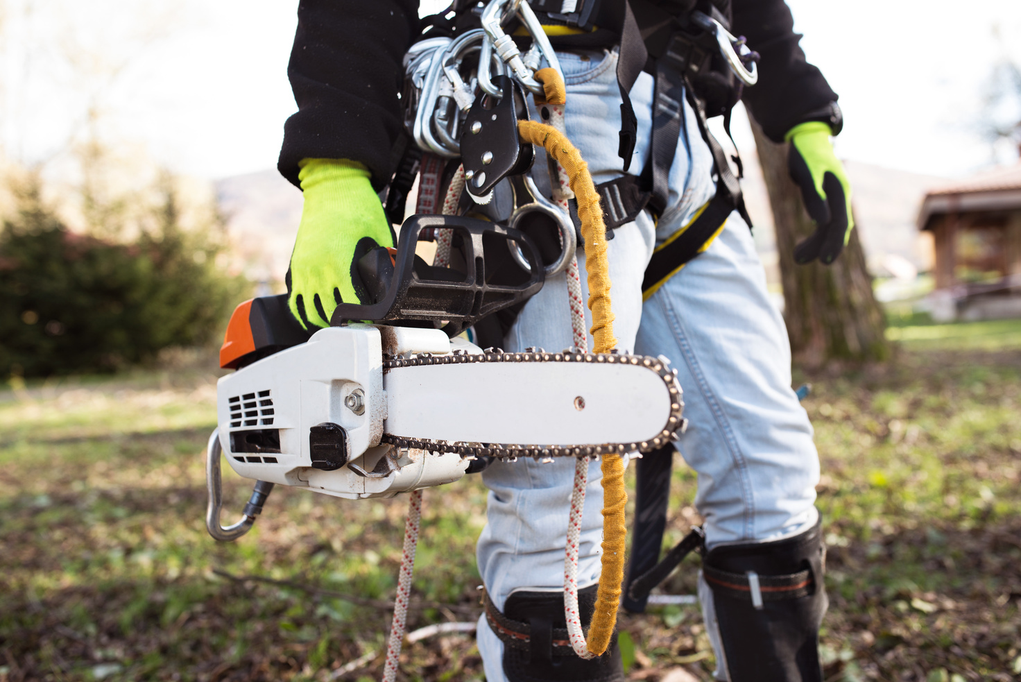 Lumberjack with Harness and Chain Saw Prepared to Prune a Tree.