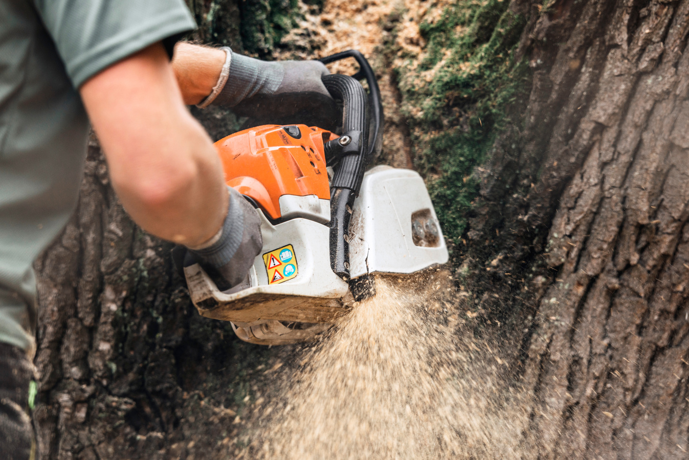 Man With Chainsaw Cutting Large Tree Trunk